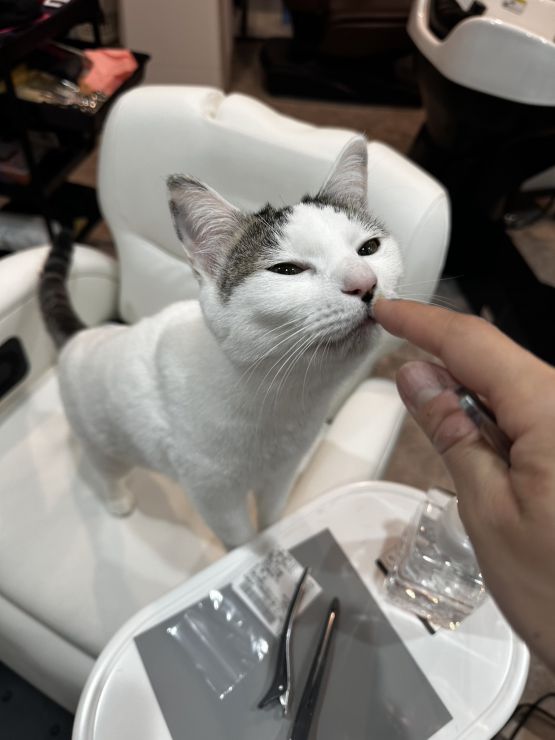山口市/美容室/美容院/猫カフェ/猫/シューケット/防府市/美祢市/萩市/周南市/宇部市/下関市/山口/島根/広島 山口市/美容室/美容院/猫カフェ/猫/シューケット/防府市/美祢市/萩市/周南市/宇部市/下関市/山口/島根/広島