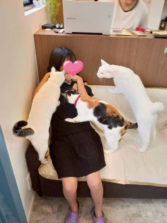 山口市/美容室/美容院/猫カフェ/猫/シューケット/防府市/美祢市/萩市/周南市/宇部市/下関市/山口/島根/広島 山口市/美容室/美容院/猫カフェ/猫/シューケット/防府市/美祢市/萩市/周南市/宇部市/下関市/山口/島根/広島